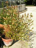 Erica Mammosa (fam. Ericacees) (Parc de la tete d'or) (1) (Photo F. Mrugala)